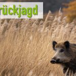 Drückjagd am Peenestrom