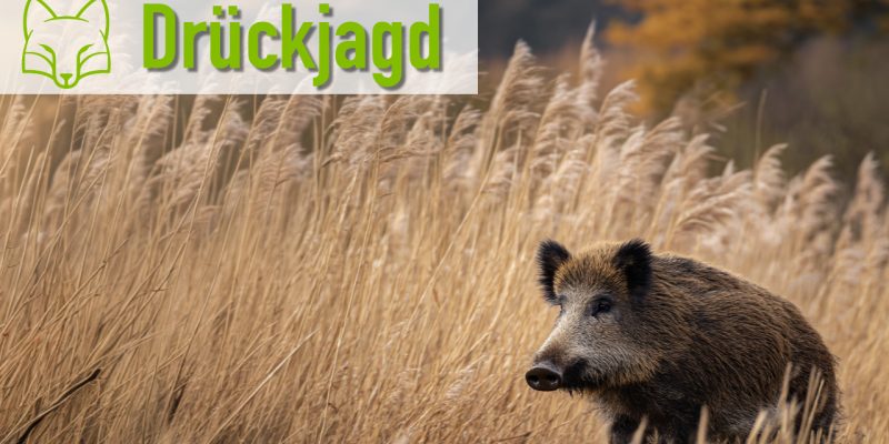 Drückjagd am Peenestrom